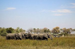 Botswana_Okavango_Abu_Camp