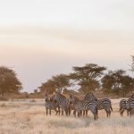 Sanctuary Migrastion Camp Serengeti Tansania
